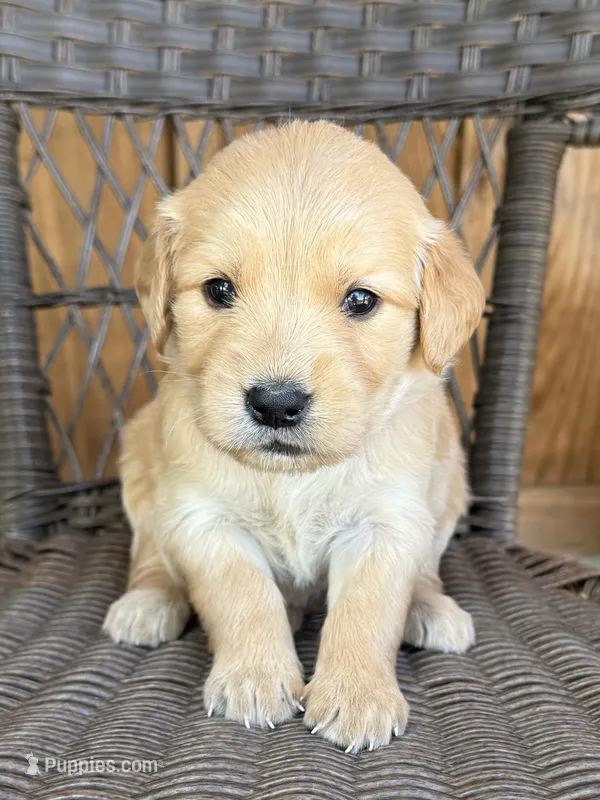 Pink – Golden Retriever puppy for sale in Hackett, AR