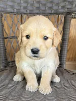 Pink, a female Golden Retriever for sale in Hackett, AR – 1 of 5