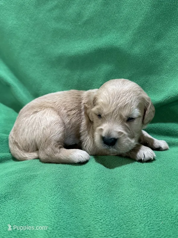 Green  – Golden Retriever puppy for sale in Hackett, AR