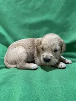 Green , a male Golden Retriever for sale in Hackett, AR – 1 of 3