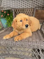 Ruby, a female Golden Retriever for sale in Hackett, AR – 7 of 8
