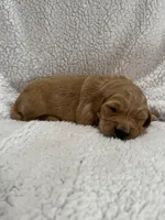 Pink, a female Golden Retriever for sale in Hackett, AR – Photo 1 of 5