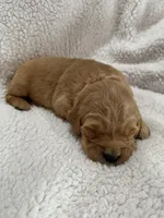 Pink, a female Golden Retriever for sale in Hackett, AR – Photo 5 of 5