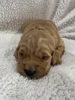 Pink, a female Golden Retriever for sale in Hackett, AR – Photo 4 of 5