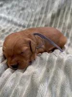 Gray, a male Golden Retriever for sale in Hackett, AR – Photo 3 of 3
