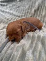 Gray, a male Golden Retriever for sale in Hackett, AR – Photo 2 of 3