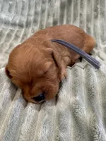 Gray, a male Golden Retriever for sale in Hackett, AR – Photo 1 of 3