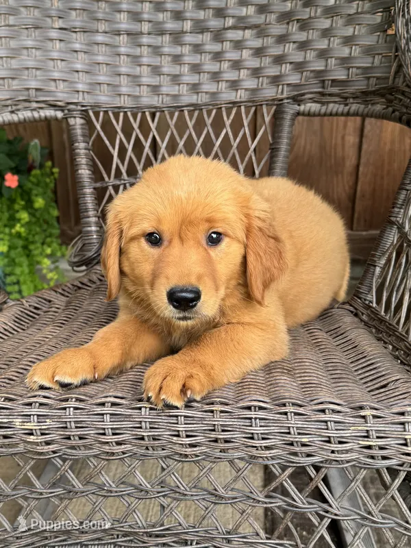 Ruby – Golden Retriever puppy for sale in Hackett, AR
