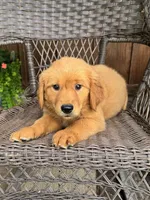 Ruby, a female Golden Retriever for sale in Hackett, AR – 1 of 8