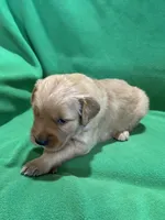 Green, a male Golden Retriever for sale in Hackett, AR – Photo 4 of 4