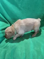 Green, a male Golden Retriever for sale in Hackett, AR – Photo 3 of 4
