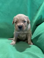Green, a male Golden Retriever for sale in Hackett, AR – Photo 1 of 4