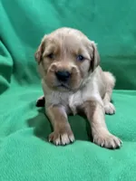Green, a male Golden Retriever for sale in Hackett, AR – Photo 2 of 4