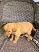 Ruby, a female Golden Retriever for sale in Hackett, AR – 3 of 8