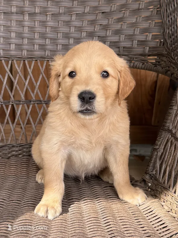 Black – Golden Retriever puppy for sale in Hackett, AR