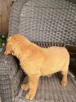 Ruby, a female Golden Retriever for sale in Hackett, AR – 2 of 8