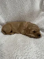 Red, a female Golden Retriever for sale in Hackett, AR – Photo 4 of 5