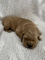Red, a female Golden Retriever for sale in Hackett, AR – Photo 3 of 5