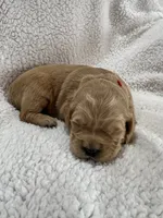 Red, a female Golden Retriever for sale in Hackett, AR – Photo 5 of 5