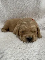 Red, a female Golden Retriever for sale in Hackett, AR – Photo 2 of 5