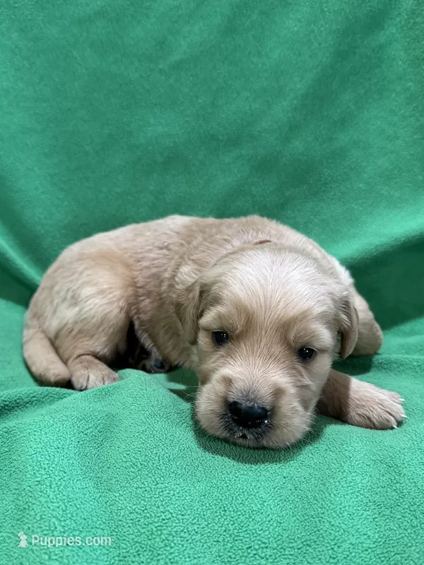 Brown  – Golden Retriever puppy for sale in Hackett, AR