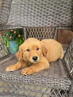 Ruby, a female Golden Retriever for sale in Hackett, AR – 8 of 8