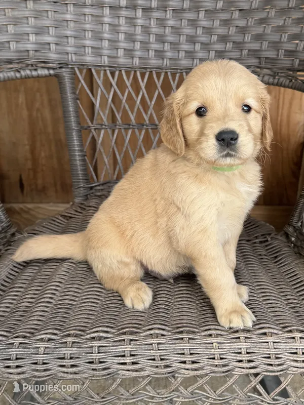 Green  – Golden Retriever puppy for sale in Hackett, AR
