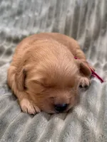 Pink, a female Golden Retriever for sale in Hackett, AR – Photo 2 of 3