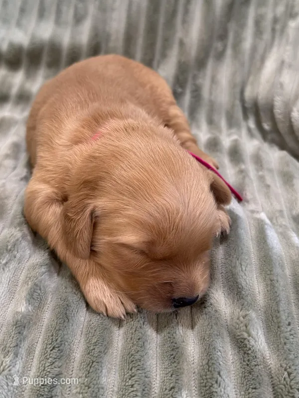 Pink, a female Golden Retriever for sale in Hackett, AR – Photo 1 of 3