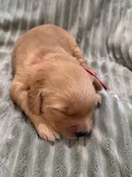 Pink, a female Golden Retriever for sale in Hackett, AR – Photo 1 of 3