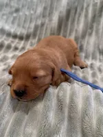 Light Blue, a female Golden Retriever for sale in Hackett, AR – Photo 6 of 6