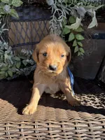 Light Blue, a female Golden Retriever for sale in Hackett, AR – Photo 1 of 6
