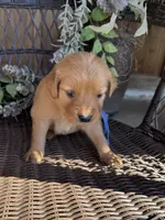 Light Blue, a female Golden Retriever for sale in Hackett, AR – Photo 2 of 6