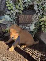 Light Blue, a female Golden Retriever for sale in Hackett, AR – Photo 3 of 6