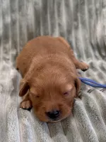 Light Blue, a female Golden Retriever for sale in Hackett, AR – Photo 4 of 6