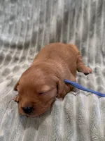 Light Blue, a female Golden Retriever for sale in Hackett, AR – Photo 5 of 6