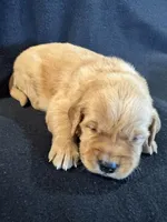 Red, a female Golden Retriever for sale in Hackett, AR – 3 of 4