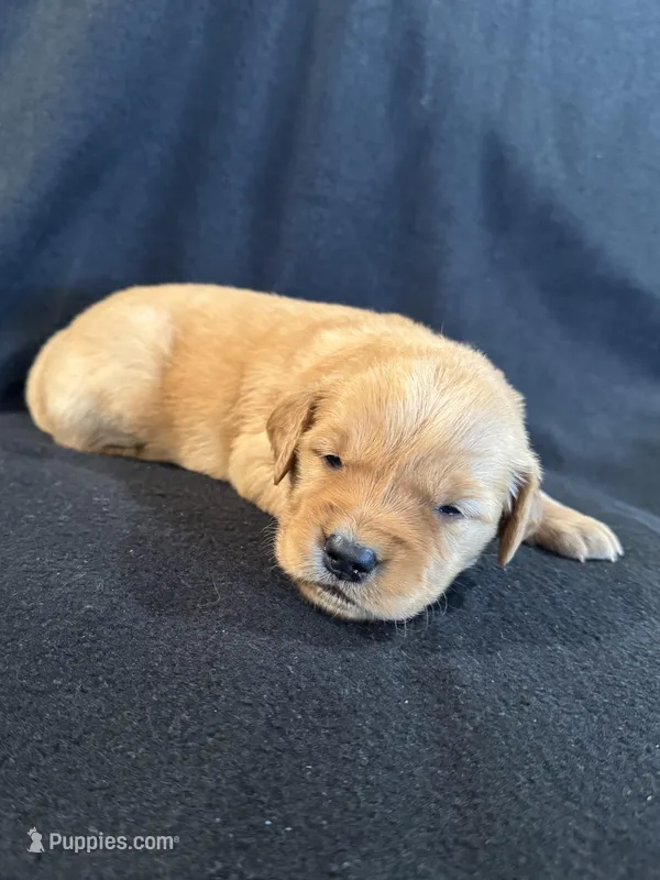 Red – Golden Retriever puppy on hold in Hackett, AR