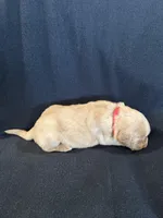 Red, a female Golden Retriever for sale in Hackett, AR – 4 of 4