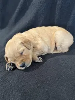 Red, a female Golden Retriever for sale in Hackett, AR – 2 of 4