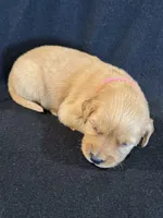 Pink , a female Golden Retriever for sale in Hackett, AR – 3 of 4