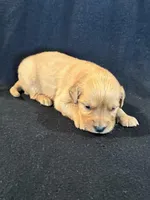 Pink , a female Golden Retriever for sale in Hackett, AR – 2 of 4