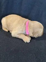 Pink , a female Golden Retriever for sale in Hackett, AR – 4 of 4