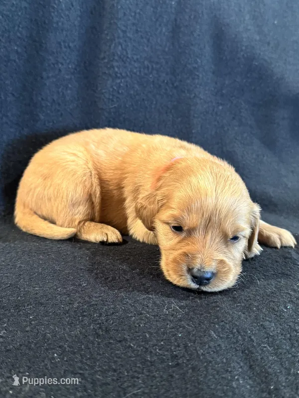 Pink  – Golden Retriever puppy for sale in Hackett, AR