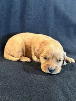 Pink , a female Golden Retriever for sale in Hackett, AR – 1 of 4