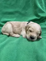 Black, a male Golden Retriever for sale in Hackett, AR – 3 of 3