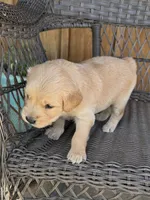 Pink, a female Golden Retriever for sale in Hackett, AR – 5 of 5