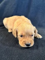 Yellow , a female Golden Retriever for sale in Hackett, AR – 2 of 4