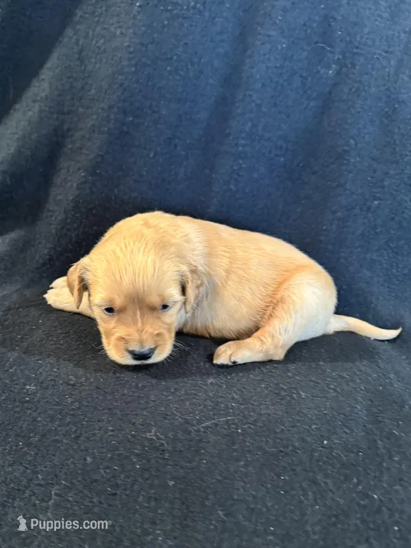 Yellow  – Golden Retriever puppy for sale in Hackett, AR