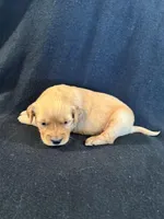 Yellow , a female Golden Retriever for sale in Hackett, AR – 1 of 4